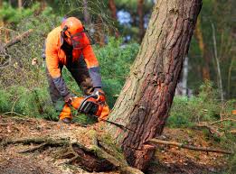 Best Tree Disease Treatment  in Northbrook, IL