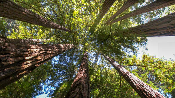 Trusted Northbrook, IL Tree Services Experts