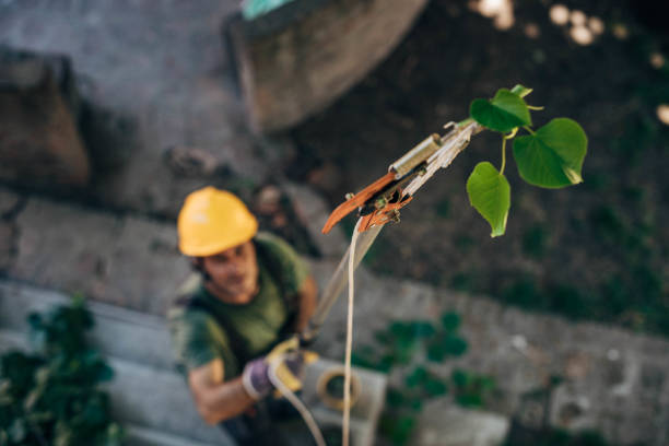  Northbrook, IL Tree Services Pros