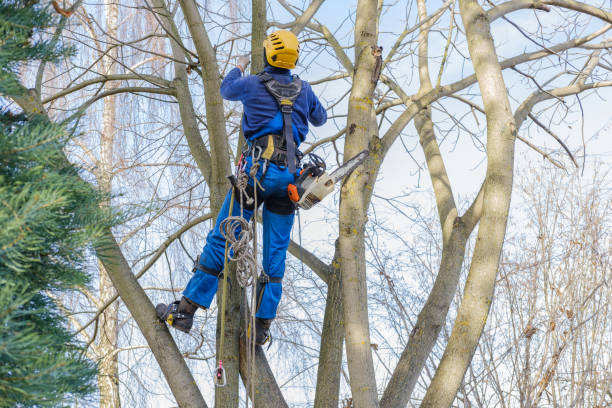 Best Hedge Trimming  in Northbrook, IL