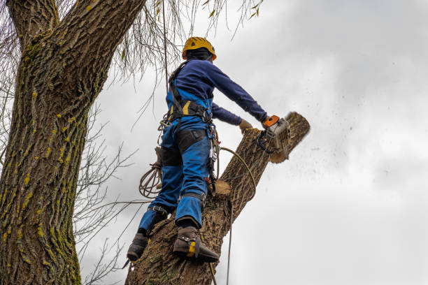 Leaf Removal in Northbrook, IL