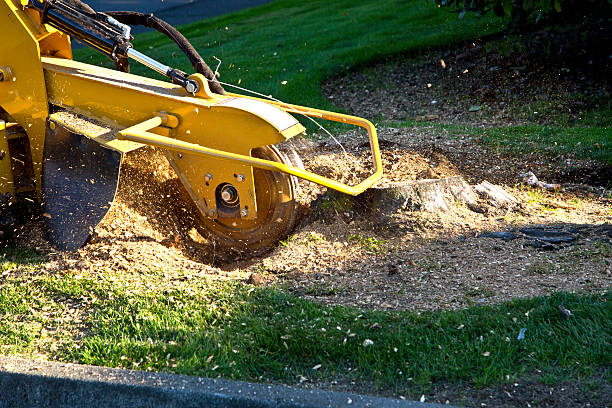 Best Lawn Mowing  in Northbrook, IL